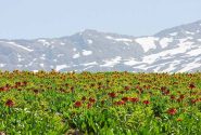 الیگودرز شهرگل و آبشار؛ دشت لاله های واژگون، تافته‌ای جدا‌بافته در سرزمین ایران+تصاویر