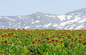 الیگودرز شهرگل و آبشار؛ دشت لاله های واژگون، تافته‌ای جدا‌بافته در سرزمین ایران+تصاویر