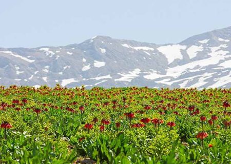 الیگودرز شهرگل و آبشار؛ دشت لاله های واژگون، تافته‌ای جدا‌بافته در سرزمین ایران+تصاویر
