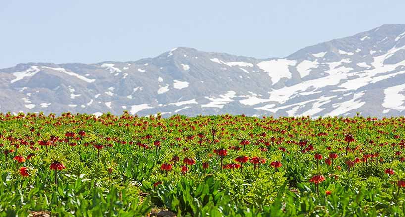 الیگودرز شهرگل و آبشار؛ دشت لاله های واژگون، تافته‌ای جدا‌بافته در سرزمین ایران+تصاویر