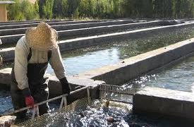 بررسی مسائل و مشکلات حوزه شیلات در شهرستان الیگودرز