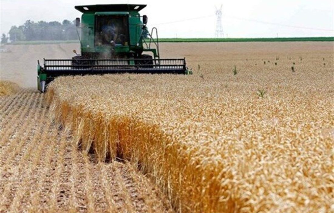 بیش از ۵۵ هزار تن گندم از اراضی زیر کشت  شهرستان الیگودرز برداشت می شود